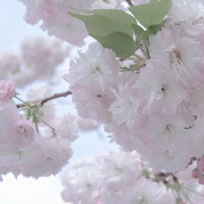 安义福瑞交流群